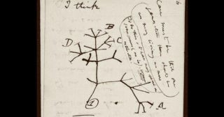 Missing Darwin Sketch - Returned to Cambridge University!