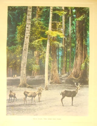 California Redwood Park